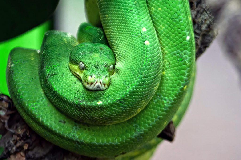 Ce que signifie rêver que vous tuez un serpent : noir, vert, corail, grand, petit, plusieurs, etc.
