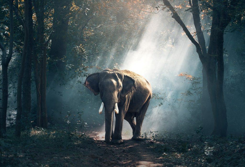 Que signifie rêver d'un éléphant ?