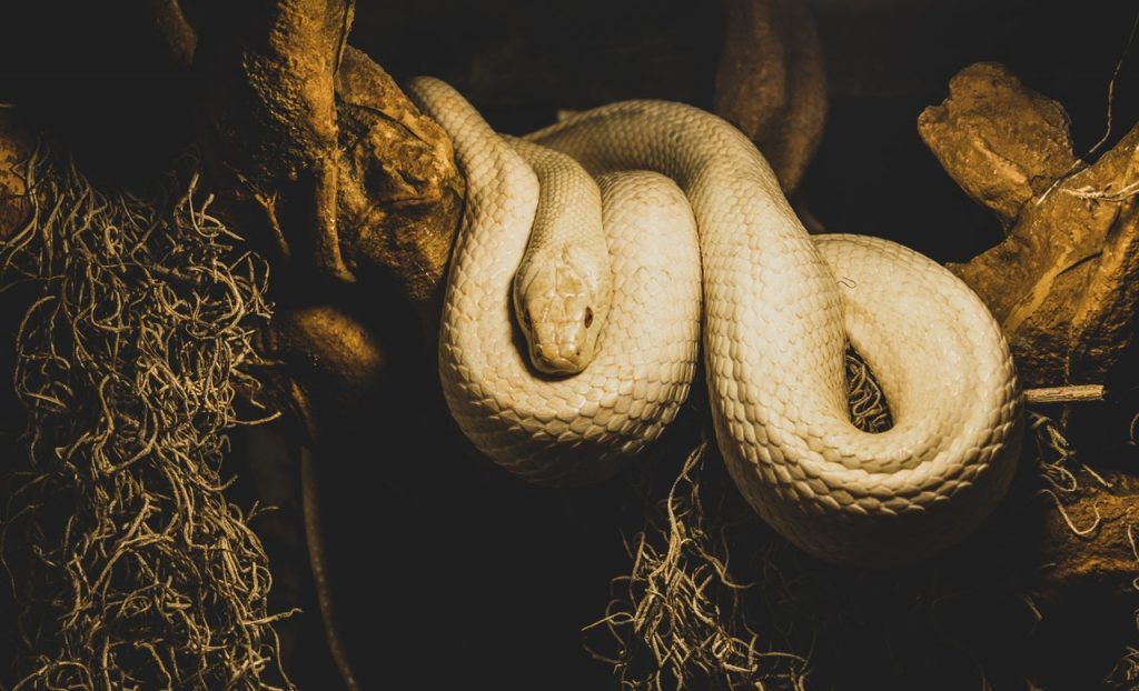 Que signifie rêver d'un serpent blanc ?