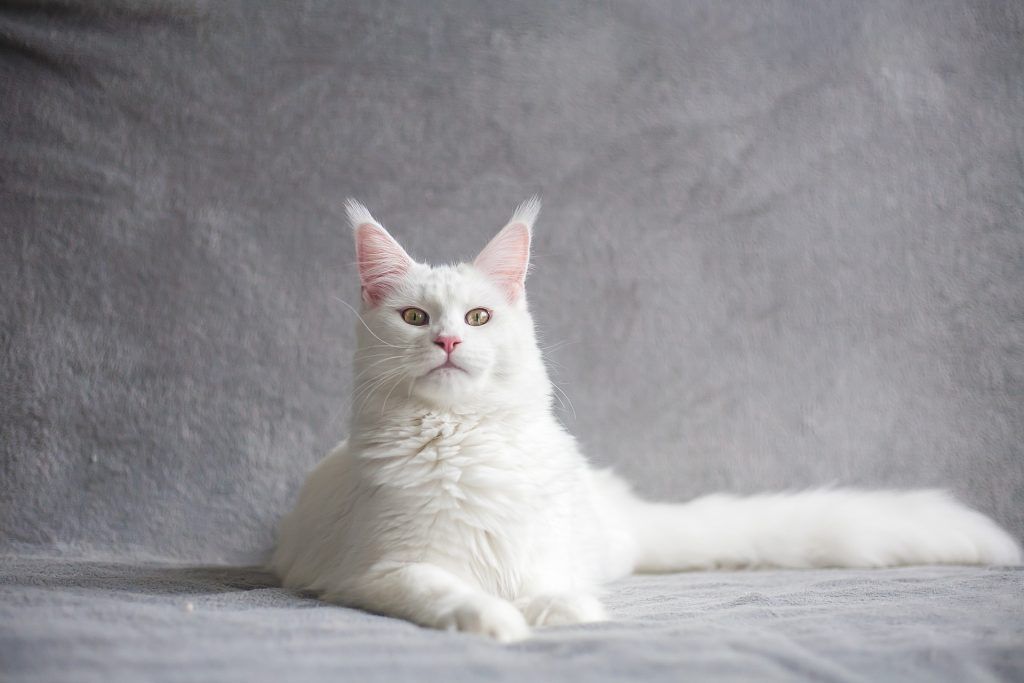 Rêver d'un chat blanc : chaton, portée, mort, etc.